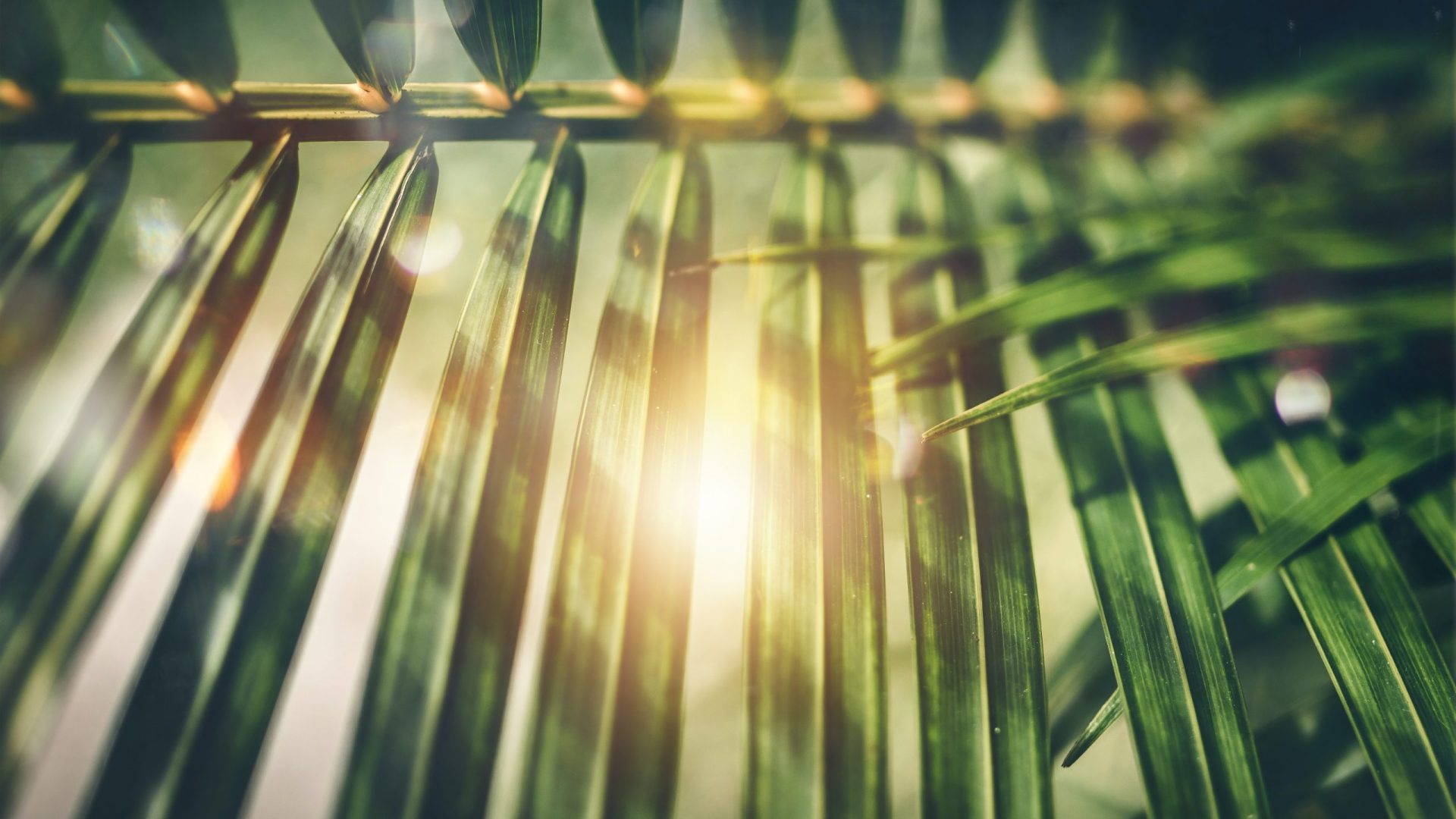 selective-focus-photography-of-green-palm-tree-leaves-1459544
